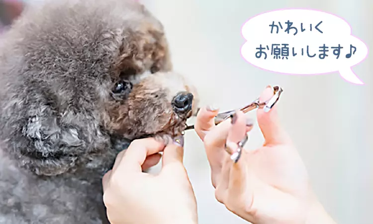 かわいくお願いします♪